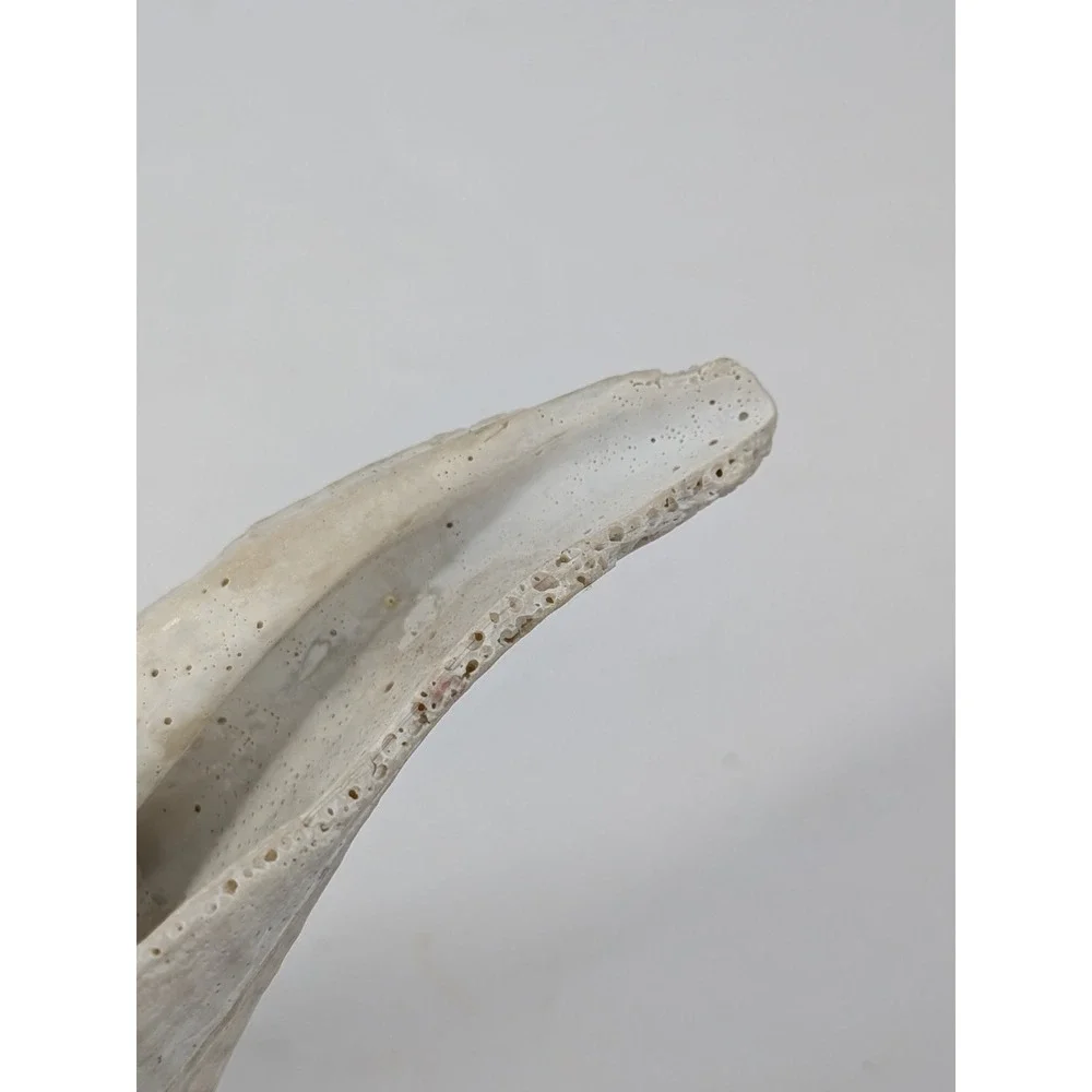 🏖️Large Vintage Helmet Shell Cassis Sea Shell Natural Ocean Beach Coastal Decor